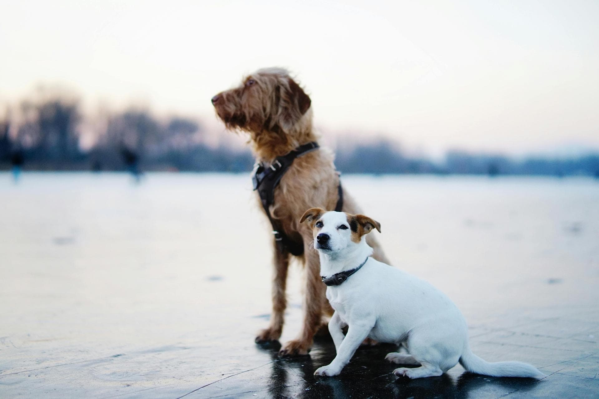 Specialist Vets in Lafayette